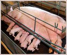 Sucessivas gestações de porcas usadas como máquinas reprodutoras, mantidas a maior parte de suas vidas em celas individuais minúsculas restritivas, impedidas de se virar ou exercitar. 